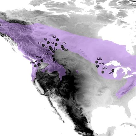 Map Showing The Current Range Of Ruffed Grouse Bonasa Umbellus And