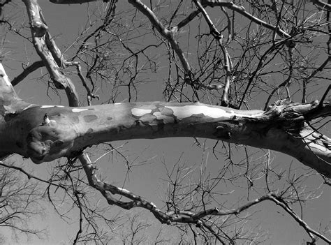 Poemsbyninotaziz The Tree Branch