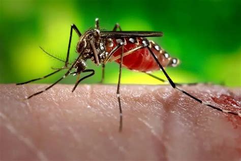 New West Nile Fever On The Rise Symptoms Causes And Treatment