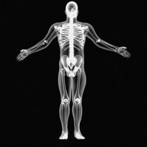 X Ray Skeleton Xray Body Human Obj