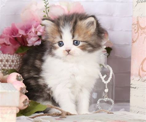29 Top Photos Teacup Kittens For Sale : Pre Loved Persian Kittens For Sale Persian Cat Breeder Boutique Teacup Kittens