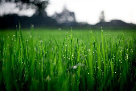 How To Grow Greener And Healthier Lawn