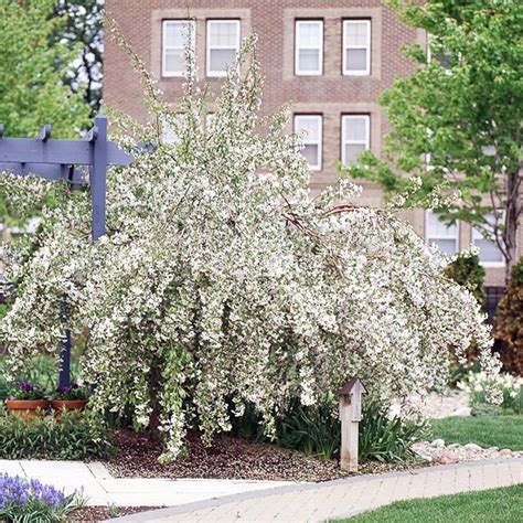 34 Best Images About Dwarf Crabapple Trees For Mn On Pinterest