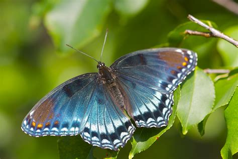 Red Spotted Purple Butterfly Pops And Mojo Photos