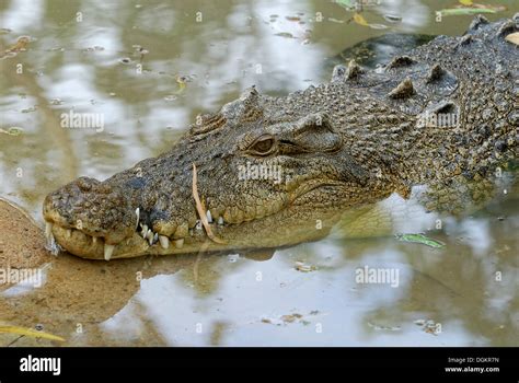 Saltwater Crocodile Estuarine Or Indo Pacific Crocodile Crocodylus