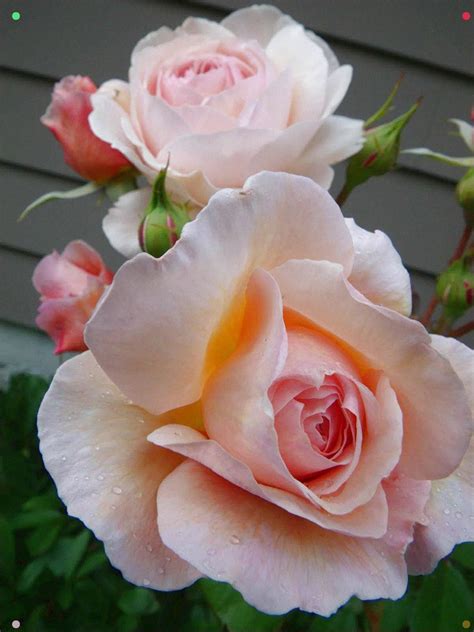 Shropshire Lad Pale Pink Beautiful Flowers Beautiful Roses Flowers