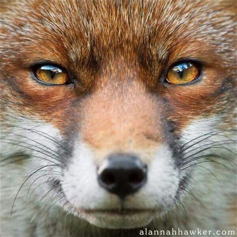 Fox Eyes Have Elliptical Pupils Not Round Fabulous Fox Fantastic Mr