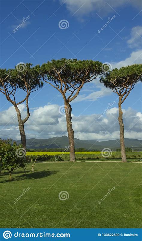 Beautiful Pine Trees Together Stock Photo Image Of View