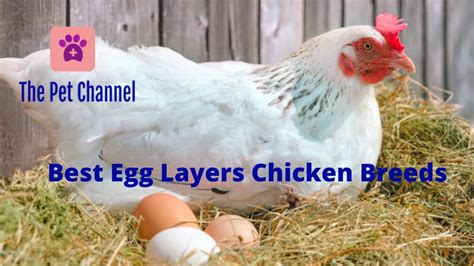 The ancona isn't a breed to be picked as a pet. Best Egg Laying Chicken Breeds | The Pet channel - YouTube