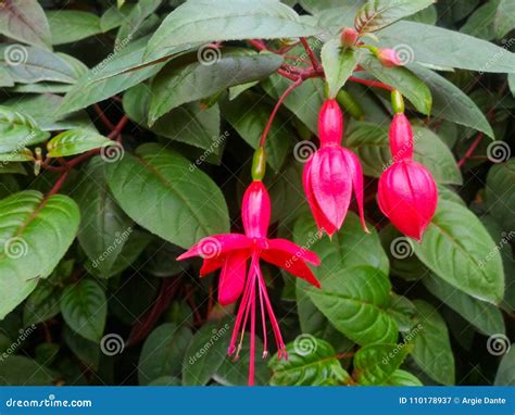 Fucsia Flower Ladyand X27s Eardrops Flowers Stock Image Image Of