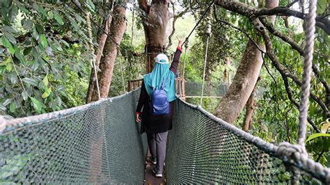 A stay at the kota rainforest resort offers an amazing nature experience. Bercuti di Sabah Kundasang Kota Kinabalu | 2020 Adzril