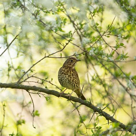 All About Thrushes