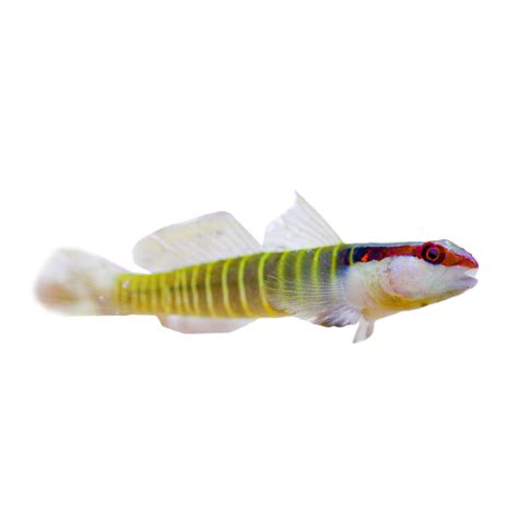 Green Banded Goby For Sale Petco