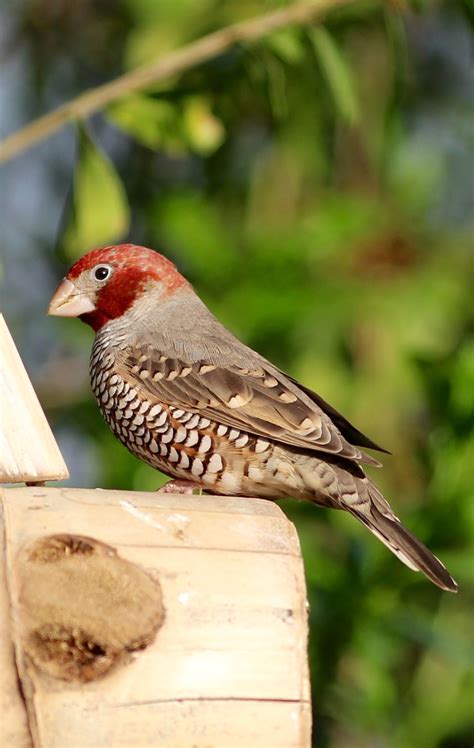 Red Headed Finch Aves
