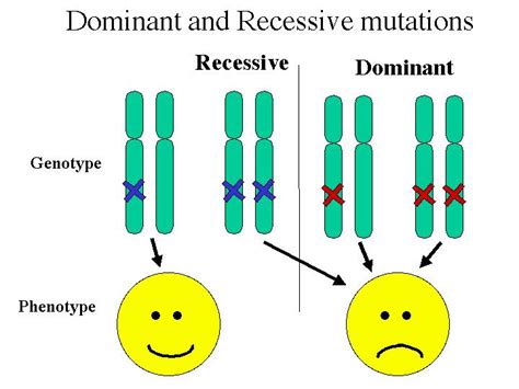 Difference Between Dominant And Recessive Alleles