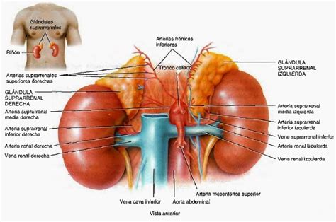 Glándulas suprarrenales Sistema endocrino Anatomía humana general