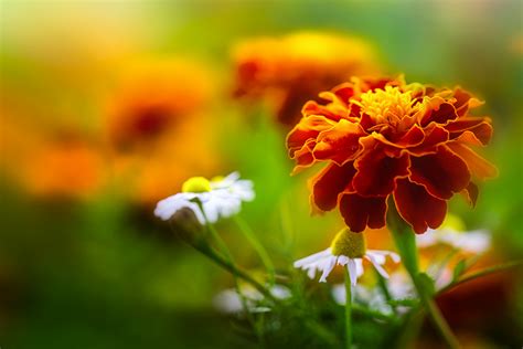 Bunte Blumen_ Foto & Bild | natur, pflanzen, blüten Bilder auf ...