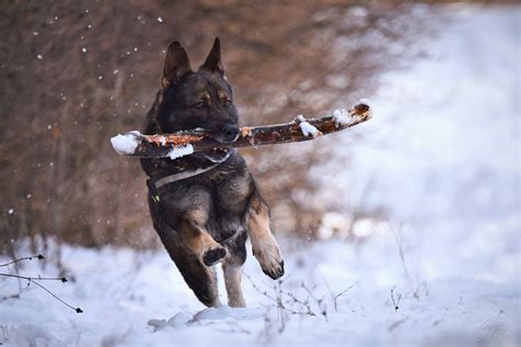 Download German Shepherd Dog Snow Stick Wallpaper