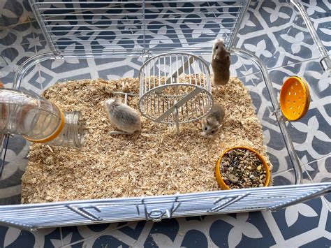 Roborovski Hamster Complete Set Pet Supplies Homes Other Pet Accessories On Carousell