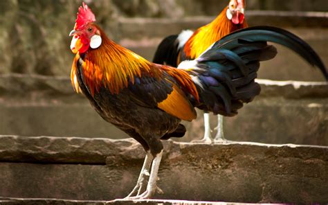 10 Rooster HD Wallpapers | Backgrounds - Wallpaper Abyss