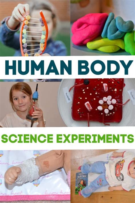 Kid Science Human Body Science Human Body Activities Middle School