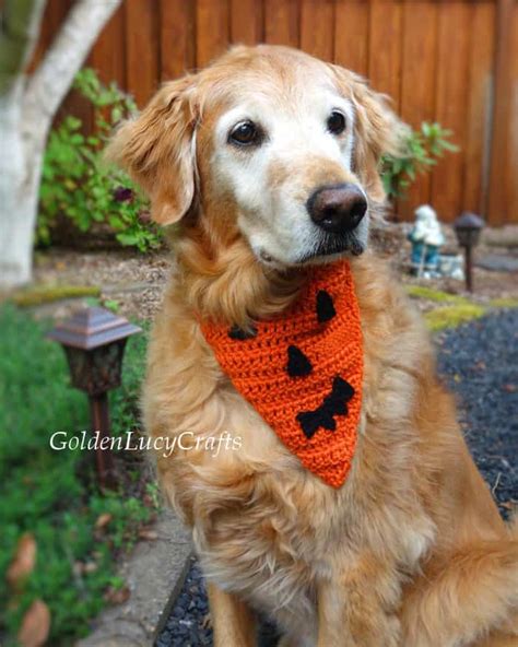 Crochet Patterns For Dogs Design By Goldenlucycrafts