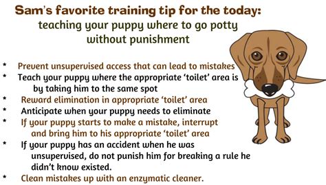 Drop treats inside the kennel throughout the day. How To HouseTrain Your Puppy | So Much PETential