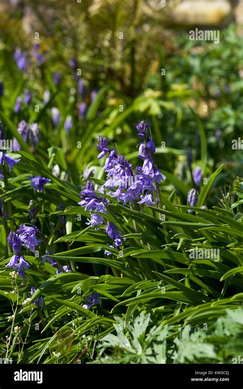 Wild Bluebells In English Garden Stock Photo Alamy