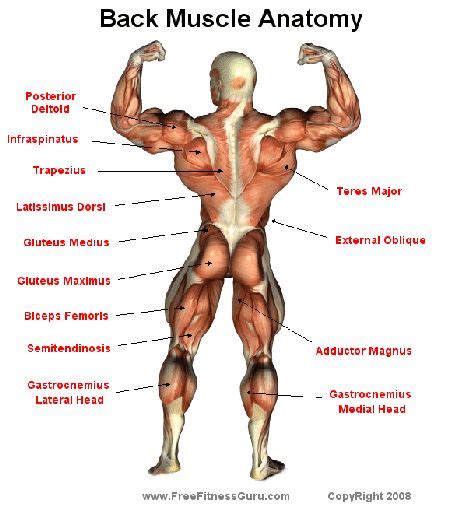 Finding out information about family histories is growing in popularity with each passing year. back muscle anatomy | Muscle anatomy, Back muscles, Muscle ...