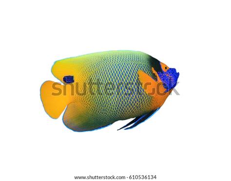 Blueface Angelfish Isolated On White Background Stock Photo 610536134