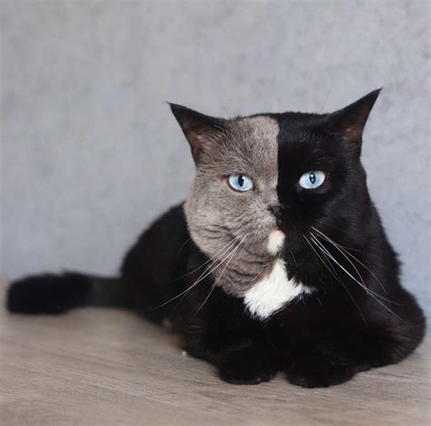 Narnia The Two Faced Cat Looks So Extraordinary Some People Think Its
