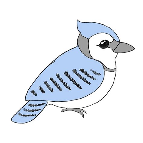 How To Draw A Blue Jay Easy Drawing Tutorial For Kids