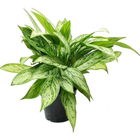 There are some absolutely gorgous varieties and it's easy to ca. Aglaonema Green Compact/Chinese Evergreen
