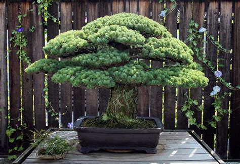 Oldest Bonsai Trees In The World Oldest Org