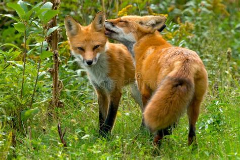 Red Fox Vulpes Vulpes And Arctic Fox Vulpes Lagopus Sitting Stock