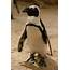 Facts About The African Penguin – Blog Two Oceans Aquarium Cape Town 