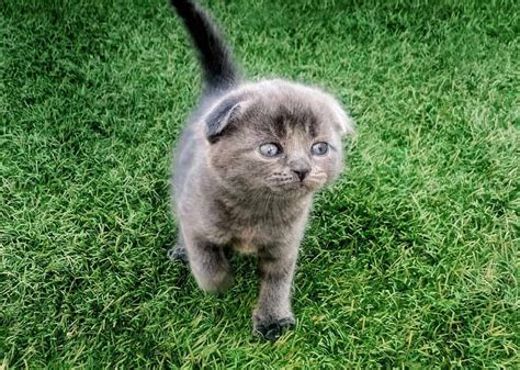 Scottish Fold Cat Breeders Websites Kittysitescom