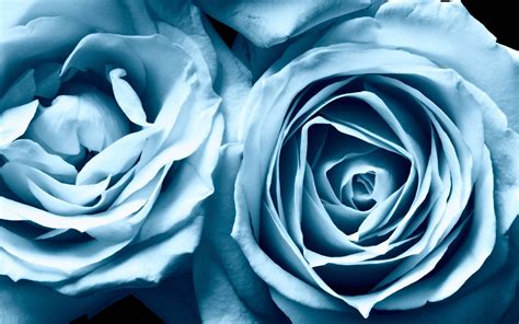Incredible Blue Rose Background Wallpaper 2022