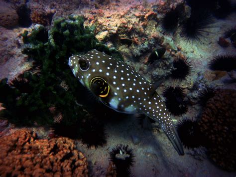 Pufferfish Seaunseen