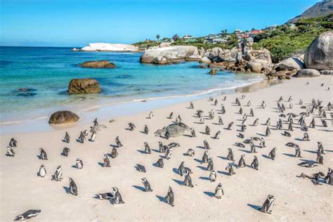 Città Del Capo Penguin Watching A Boulders Beach Half Day Tour