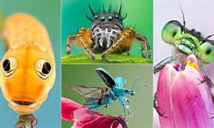 Photographer Captures Faces Of Bugs With Extreme Close Up Photos