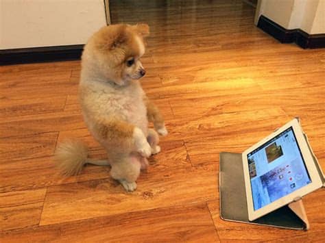 Let's Give A Standing Ovation To These Awkwardly Standing Dogs