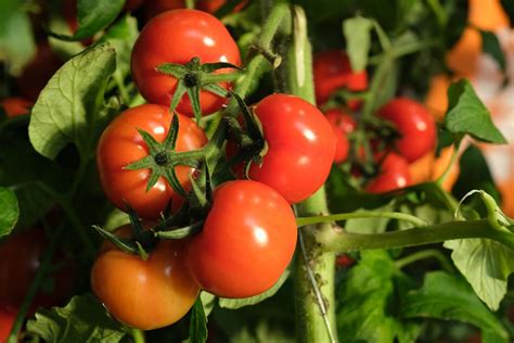 Tomato Fruit Or Vegetable The Habitat
