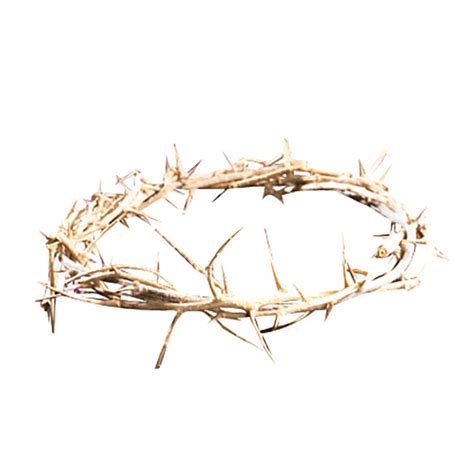 Crown thorns is a woody, spiny, succulent shrub. 6 Crown of Thorns, Lent / Easter: Catholic Gifts & More