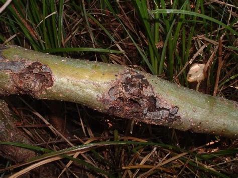 What Is Willow Scab Disease Learn How To Treat Willow