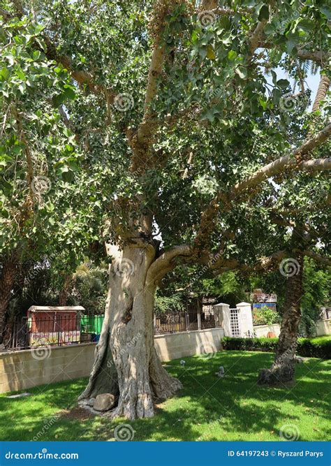 Sycamore In Jericho Israel Stock Image Image Of Israel Fruit 64197243
