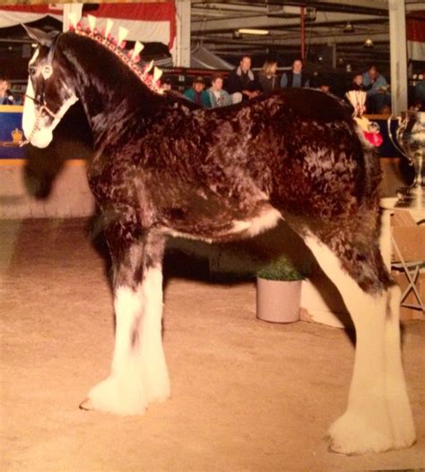 Clydesdale Stallion Grandview Elis Just In Step Bred By Shannon Cobbs