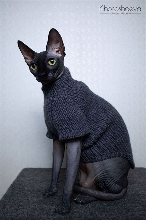 Hairless Cat In Sweaters Cute Hairless Cat Cat Sweaters Cute Kittens