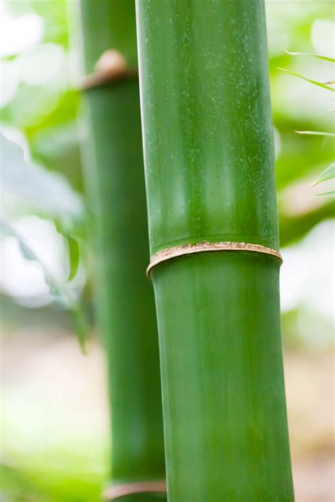 Bamboo Detail Free Stock Photo Public Domain Pictures