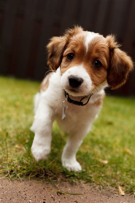 Kooiker Puppy 8 Weeks Schattigste Honden Mooie Honden Hondenrassen